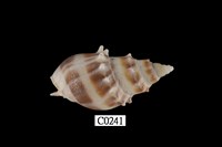 藏品(鍊珠峨螺)的圖片